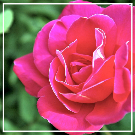 Роза абсолют 1мл Роза абсолют 1мл