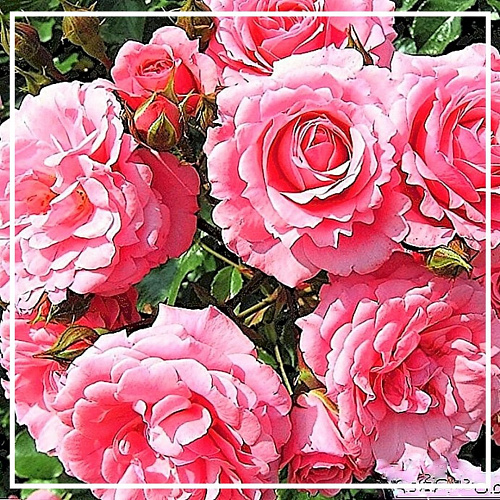 Роза эфирное масло 1г Роза эфирное масло 1г