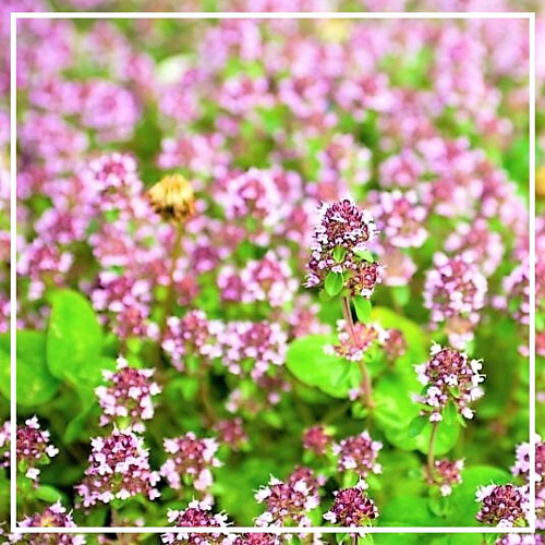 Майоран эфирное масло 5мл