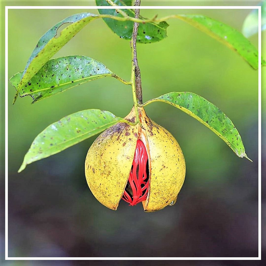 Вопросы и ответы о Мускатный орех эфирное масло 5мл