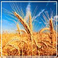 Зародышей пшеницы растительное масло рафинированное 100мл