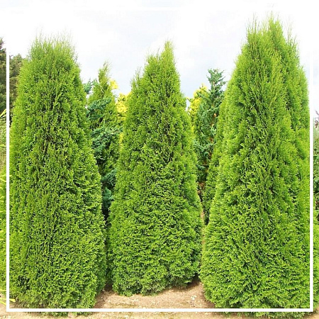 Туя эфирное масло 10мл Туя эфирное масло 10мл