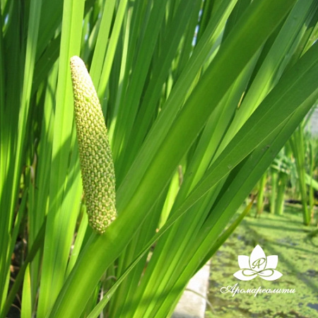 Аир - водорастворимый докритический СО2 экстракт (микроэмульсия) 20мл Аир - водорастворимый докритический СО2 экстракт (микроэмульсия) 20мл