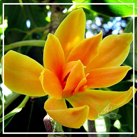 Чампака розовая абсолют 1г Чампака розовая абсолют 1г