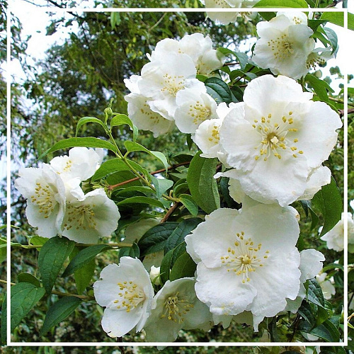 JASMIN 5мл