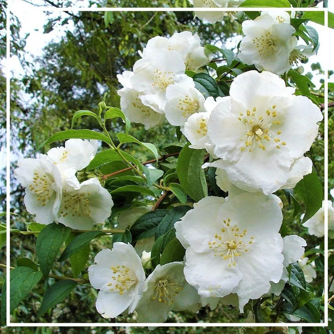 JASMIN 5мл
