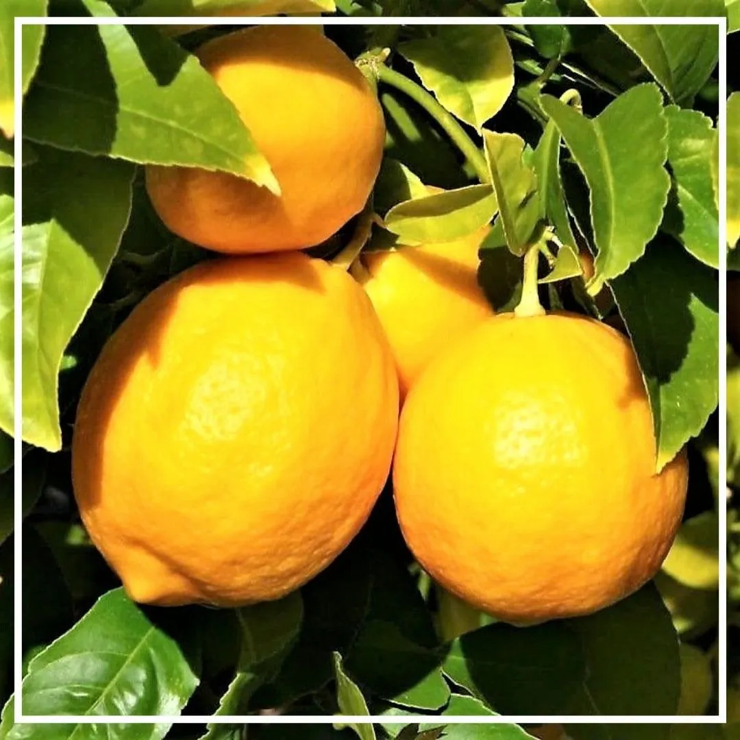 Лимона Премиум гидролат 100мл