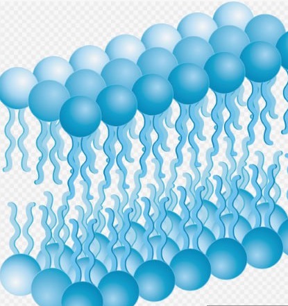 Комплекс церамидов 20мл Комплекс церамидов 20мл