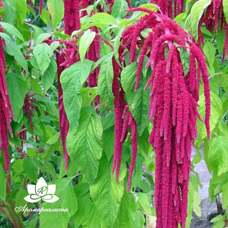 Амарант - водорастворимый докритический СО2 экстракт (микроэмульсия) 20мл Амарант - водорастворимый докритический СО2 экстракт (микроэмульсия) 20мл