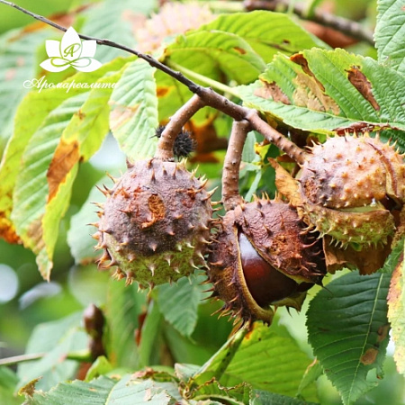 Конский каштан - водорастворимый докритический СО2 экстракт (микроэмульсия) 20мл Конский каштан - водорастворимый докритический СО2 экстракт (микроэмульсия) 20мл