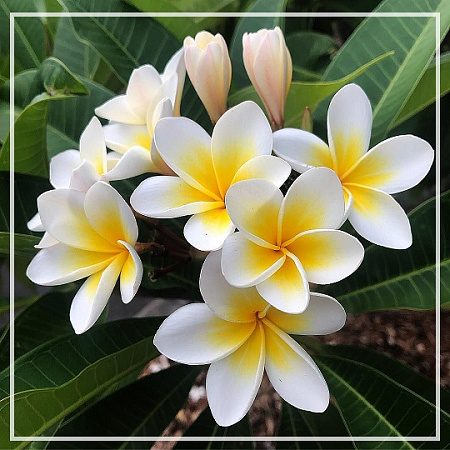 Франжипани абсолют 1г Франжипани абсолют 1г