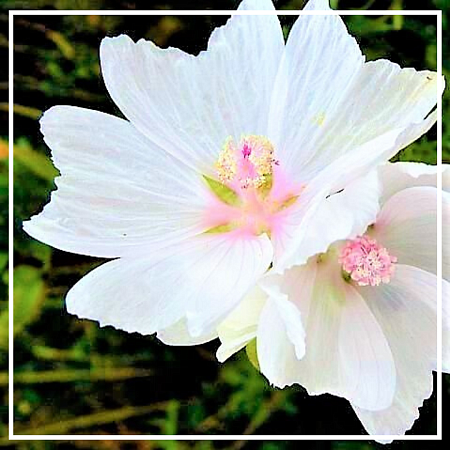 Галаксолид 50 ДЭФ 10мл Галаксолид 50 ДЭФ 10мл