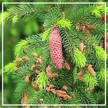 Ель эфирное масло 10мл Ель эфирное масло 10мл