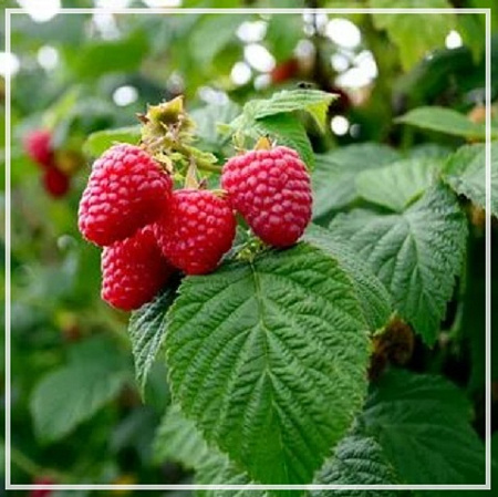 Малины гидролат 100мл Малины гидролат 100мл