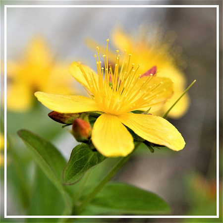 Зверобоя растительное масло (мацерат) 100мл Зверобоя растительное масло (мацерат) 100мл