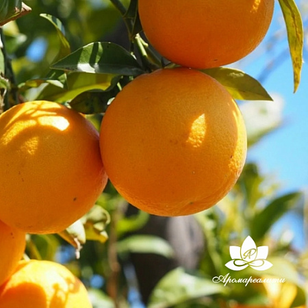 Апельсин - жирорастворимый докритический СО2 экстракт 10мл Апельсин - жирорастворимый докритический СО2 экстракт 10мл