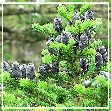 Пихты гидролат 100мл Пихты гидролат 100мл