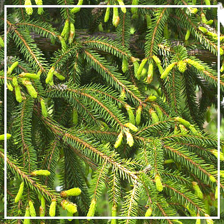 Ели гидролат 100мл Ели гидролат 100мл