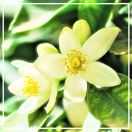 Нероли гидролат 500мл Нероли гидролат 500мл