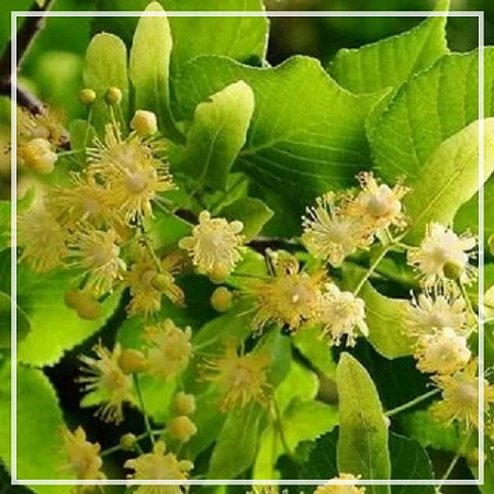 Липы гидролат 100мл Липы гидролат 100мл