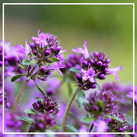 Чабрец (тимьян) эфирное масло 5мл Чабрец (тимьян) эфирное масло 5мл