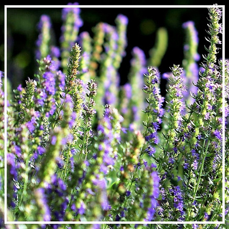 Иссоп эфирное масло 10мл Иссоп эфирное масло 10мл