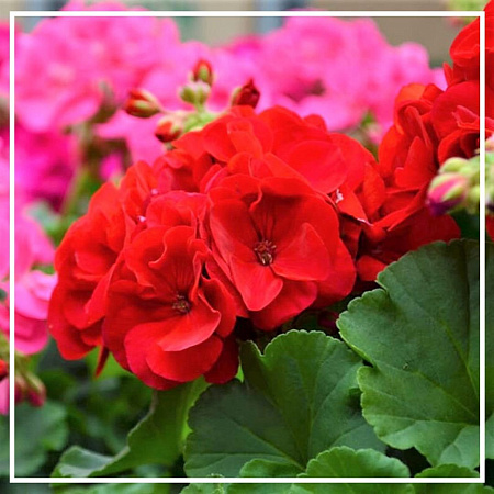 Герань эфирное масло (Реньон) 5мл Герань эфирное масло (Реньон) 5мл