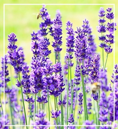 Лаванда степная эфирное масло 10мл Лаванда степная эфирное масло 10мл