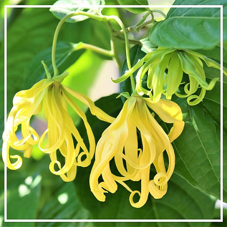 Иланг-иланга гидролат 500мл Иланг-иланга гидролат 500мл