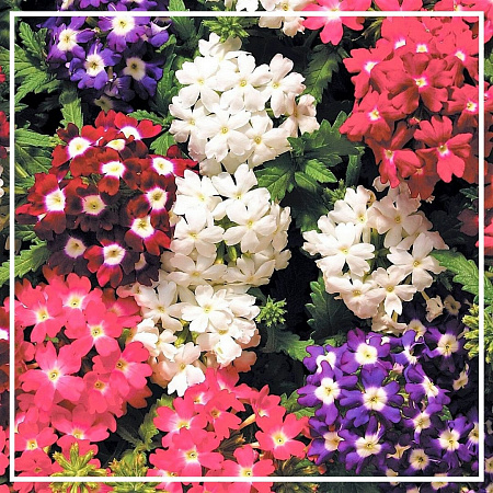 Вербена эфирное масло 5мл Вербена эфирное масло 5мл